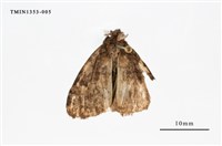 藏品(毒蛾科)的圖片